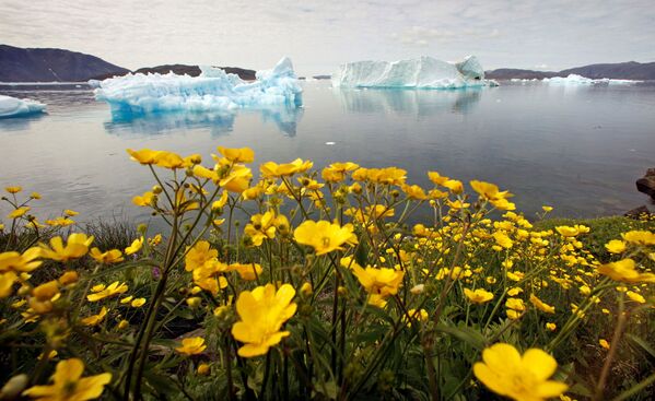 پیامدهای فاجعه‌بار و عجیب گرمایش جهانی
گرینلند - اسپوتنیک ایران  