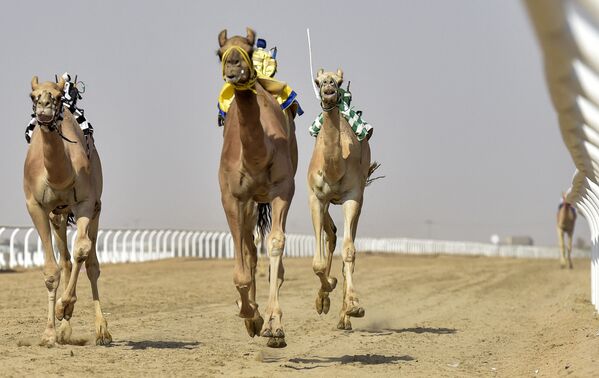 آماده سازی شترها برای مسابقه در عربستان - اسپوتنیک ایران  