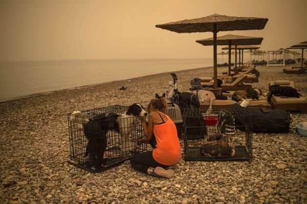 رویدادهای هفته به روایت تصویر
آتش سوزی یونان و تیمارداری سگ - اسپوتنیک ایران  