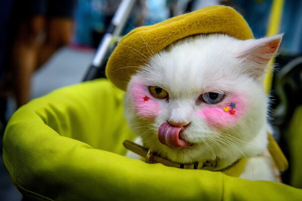 گربه ای با دو رنگ چشم - اسپوتنیک ایران  