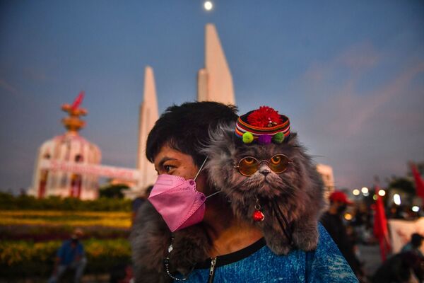 رویدادهای هفته به روایت تصویر
گربه تایلندی - اسپوتنیک ایران  