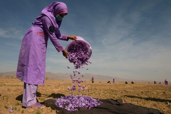 زن افغانستانی در حال جمع آوری گل های زعفران در اطراف هرات - اسپوتنیک ایران  
