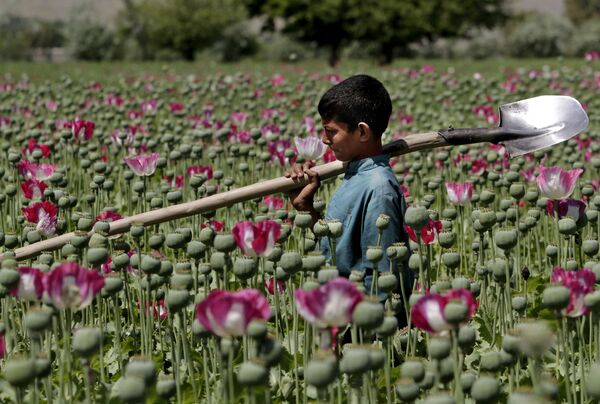 پسربچه افغانستانی در مزرعه ای در منطقه جلال آباد - اسپوتنیک ایران  