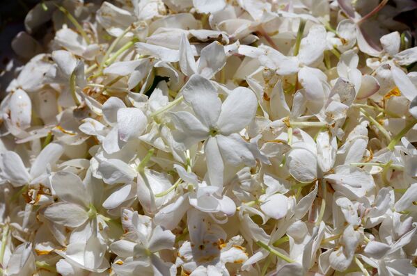 گل های یاس که برای ساخت عطر شنل شماره ۵ به کار می روند - اسپوتنیک ایران  