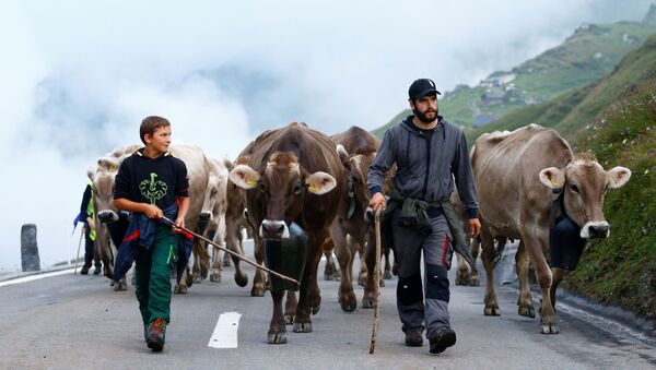 Погонщики с коровами по дороге к Урнербоден в Швейцарии  - اسپوتنیک ایران  