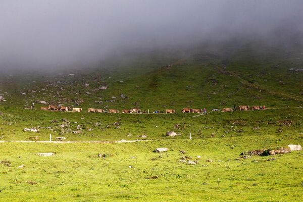 بازگشت گاوها به سوئیس - اسپوتنیک ایران  