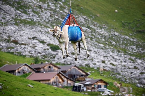 بازگشت گاوها به سوئیس - اسپوتنیک ایران  