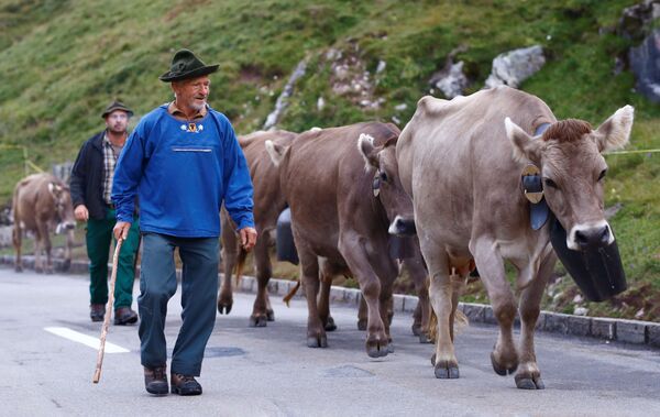 بازگشت گاوها به سوئیس
چوپانان و گله گاوها در راه خانه - اسپوتنیک ایران  