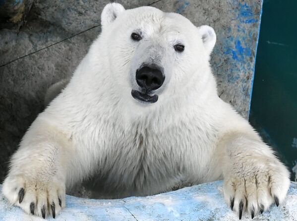 خرس سفید در پارک کراسنویارسک - اسپوتنیک ایران  