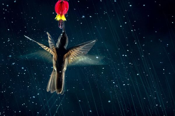 برندگان مسابقه عکاسی پرنده-2021 انتخاب شدندعکاس، نیکولاس روسنز از اسپانیا، هنر پرواز. - اسپوتنیک ایران  