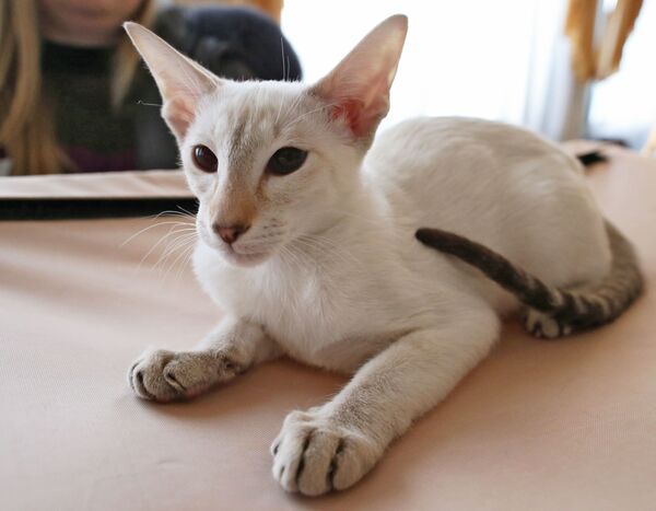 گربه ای در نمایشگاه کالینگراد - اسپوتنیک ایران  