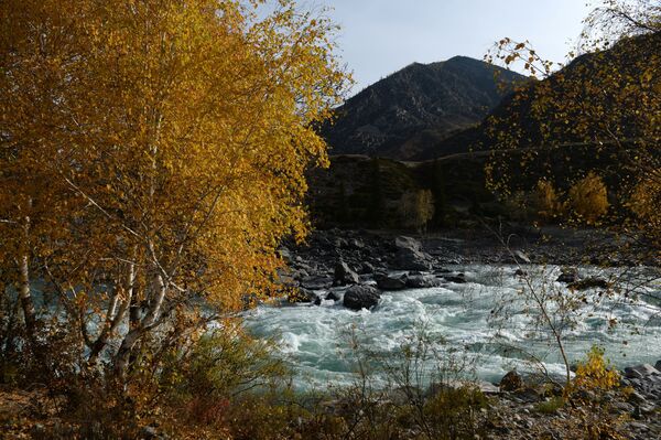 رودخانه کاتون در جمهوری آلتای - اسپوتنیک ایران  