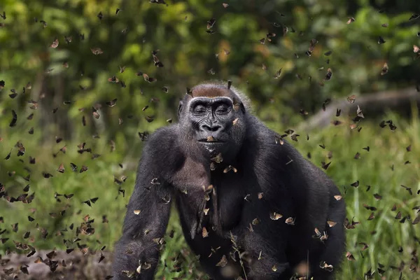 Снимок Malui британского фотографа Anup Shah, победивший в конкурсе The Nature Conservancy 2021 