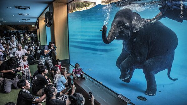 برندگان 57-مین مسابقه عکاسی «حیات وحش» 2021 میلادی
 عکاس،آدام آزوِل، استرالیا، فیل غواص
 - اسپوتنیک ایران  