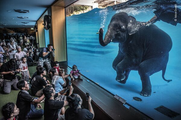 برندگان 57-مین مسابقه عکاسی «حیات وحش» 2021 میلادی عکاس،آدام آزوِل، استرالیا، فیل غواص.  - اسپوتنیک ایران  