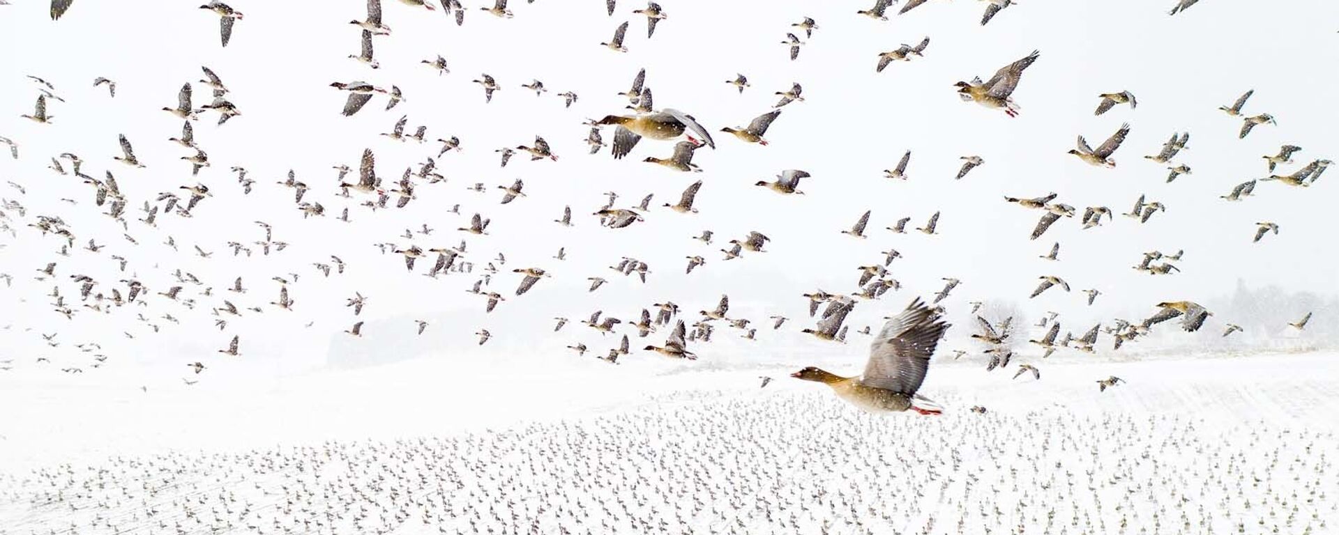 Снимок Bird migration норвежского фотографа Terje Kolaas, победивший в категории Birds конкурса European Wildlife Photographer of the Year 2021 - اسپوتنیک ایران  , 1920, 15.02.2022