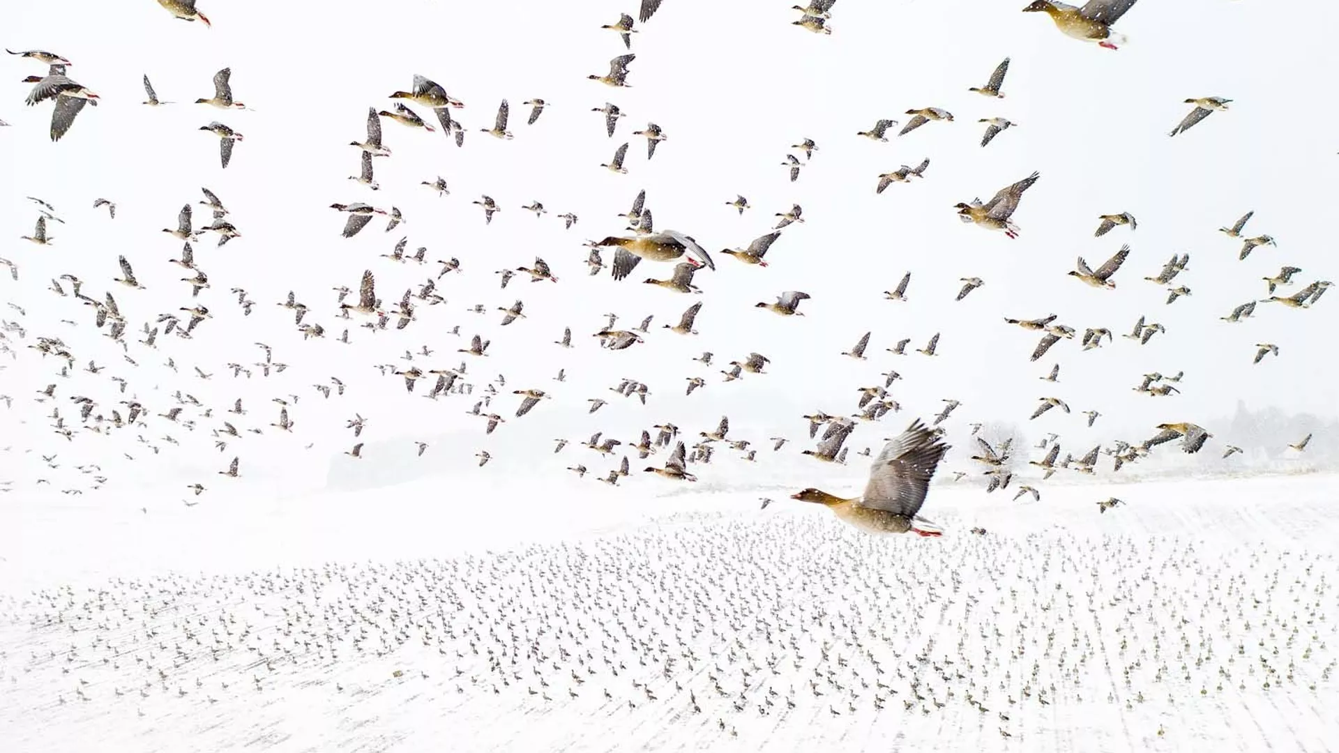 Снимок Bird migration норвежского фотографа Terje Kolaas, победивший в категории Birds конкурса European Wildlife Photographer of the Year 2021 Снимок Bird migration норвежского фотографа Terje Kolaas, победивший в категории Birds конкурса European Wildlife Photographer of the Year 2021 - اسپوتنیک ایران , 1920, 15.02.2022