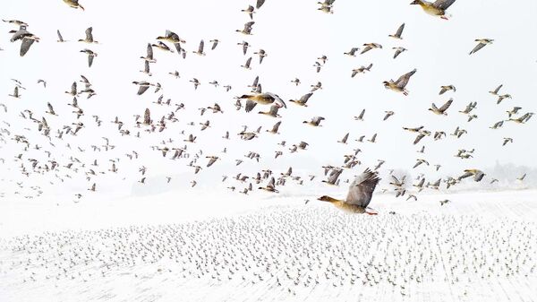 Снимок Bird migration норвежского фотографа Terje Kolaas, победивший в категории Birds конкурса European Wildlife Photographer of the Year 2021 - اسپوتنیک ایران  