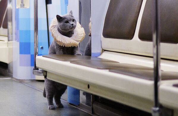 گربه بریتانیایی در مترو - اسپوتنیک ایران  