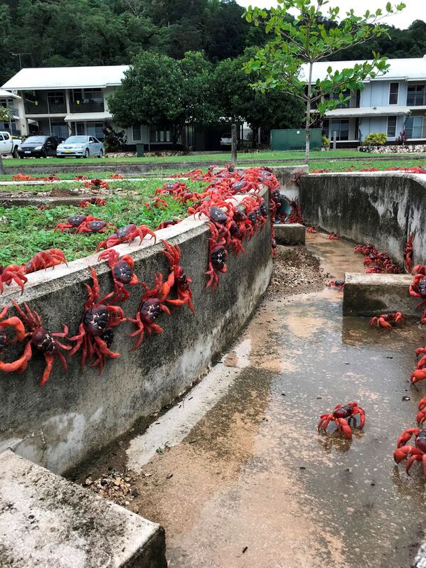 ۵۰ میلیون خرچنگ قرمز در هنگام مهاجرت سالانه خود از جنگل به سمت اقیانوس، خیابان‌های یک جزیره در استرالیا را مسدود کردند. - اسپوتنیک ایران  
