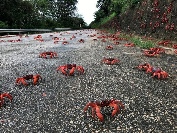 مهاجرت خرچنگ ها در استرالیا. - اسپوتنیک ایران  