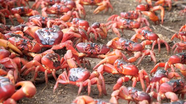  این جمعیت خرچنگ‌های قرمز بالاترین جمعیت خرچنگ‌ها در جهان نامیده شدند. - اسپوتنیک ایران  