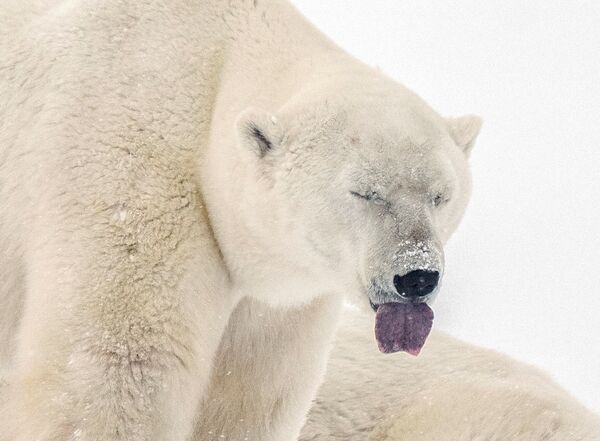 خرس قطبی در مانیتوبای کانادا. - اسپوتنیک ایران  