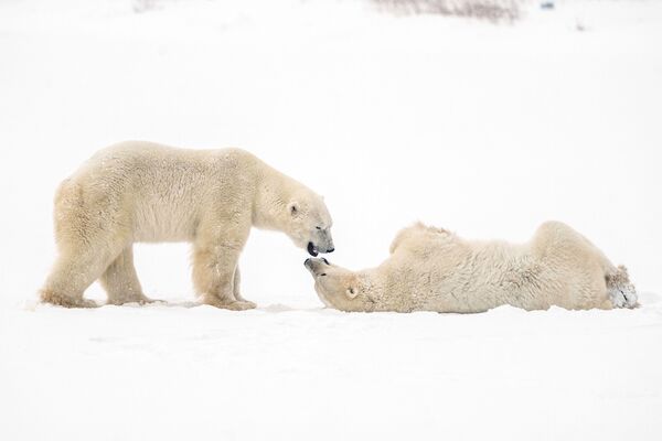 خرس قطبی در حال آمیزش در شهر چرچیل کانادا. - اسپوتنیک ایران  