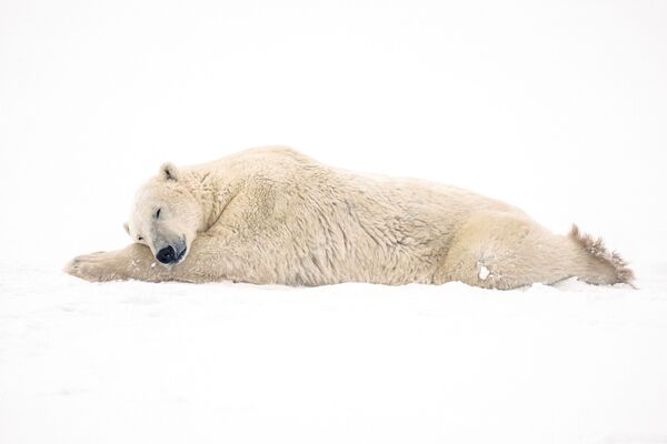 استراحت خرس قطبی پس از جفت گیری. - اسپوتنیک ایران  