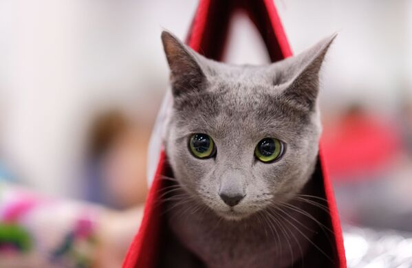 گربه ها از نژادهای مختلف در شهرهای مختلف جهان.گربه آبی روسی در مسکو. - اسپوتنیک ایران  