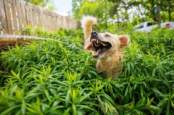 برندگان و فینالیست های مسابقه کمدی حیات وحش 2021 اعلام شدند. لذت سگ خانه از بازی با بوته های آب خورده. - اسپوتنیک ایران  