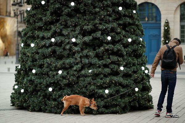 رویدادهای هفته به روایت تصویر.سگ و درخت کاج در فرانسه. - اسپوتنیک ایران  