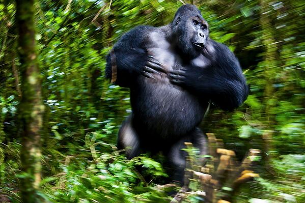 فینالیست ها و برندگان مسابقه عکاسی طبیعت وحش 2021 اعلام شدند.یکی از ساکنان پارک ملی کنگو. - اسپوتنیک ایران  