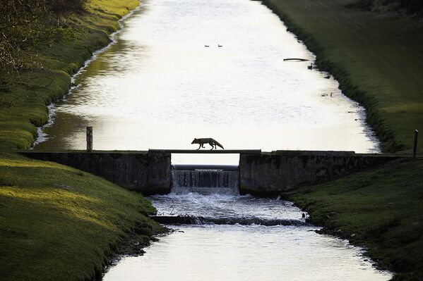 فینالیست ها و برندگان مسابقه عکاسی طبیعت وحش 2021 اعلام شدند.روباه در حال عبور از روی پل در آمستردام. - اسپوتنیک ایران  