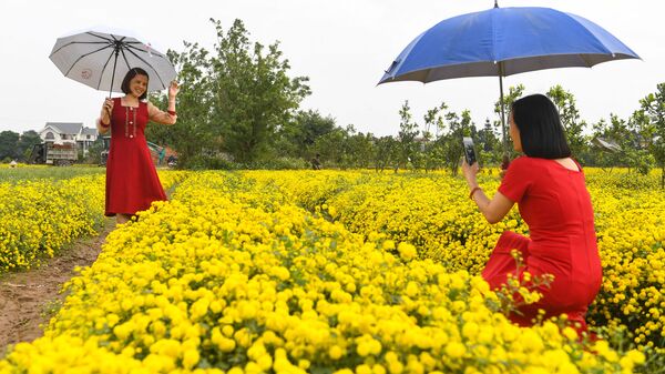 Женщины позируют среди хризантем в провинции Хунг Йен, Вьетнам - اسپوتنیک ایران  