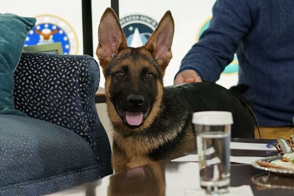 سگ ژرمن شپرد یکی دیگر از سگ های بایدن است که در کاخ سفید نگهداری می شود. - اسپوتنیک ایران  