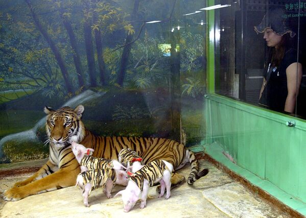 ببرها می توانند بهترین دوستان در رابطه با دیگر حیوانات باشند.ببر و بچه خوک ها در باغ وحش بانکوک. - اسپوتنیک ایران  