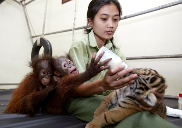 ببرها می توانند بهترین دوستان در رابطه با دیگر حیوانات باشند.شیر دادن به توله ببر و تماشای میمون ها در اندونزی. - اسپوتنیک ایران  