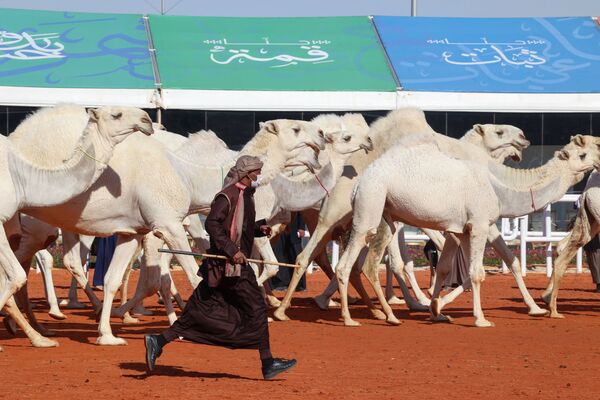 جشنواره شتر ملک عبدالعزیز عربستان سعودی مهمترین جشنواره شتر دنیاست که با هدف زنده نگاه داشتن نقش شتر در تاریخ و فرهنگ شبه جزیره عربستان برگزار می شود.زیباترین شتر شرکت کننده در این رقابت چیزی حدود ۶۶ میلیون دلار را تصاحب خواهد کرد. - اسپوتنیک ایران  