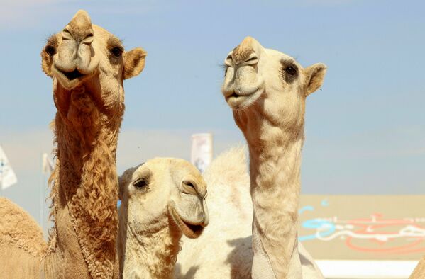 جشنواره شتر ملک عبدالعزیز عربستان سعودی مهمترین جشنواره شتر دنیاست که با هدف زنده نگاه داشتن نقش شتر در تاریخ و فرهنگ شبه جزیره عربستان برگزار می شود.زیباترین شتر شرکت کننده در این رقابت چیزی حدود ۶۶ میلیون دلار را تصاحب خواهد کرد. - اسپوتنیک ایران  