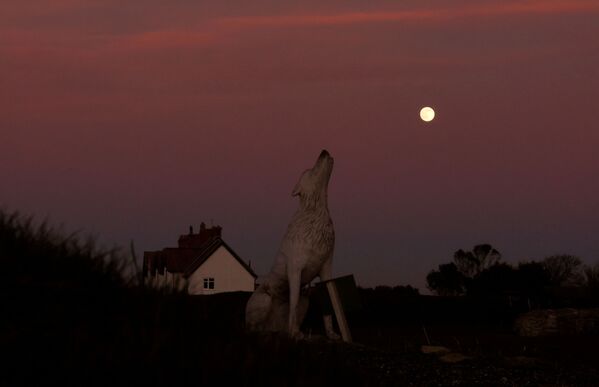 ماه کامل که گاهی اوقات به عنوان &quot;ماه گرگ&quot; شناخته می شود. مجسمه گرگ در زمینه قرص کامل ماه. بریتانیا. - اسپوتنیک ایران  