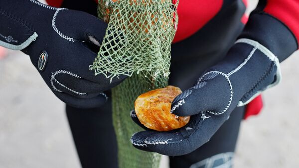 Добытый янтарь в Балтийском море у калининградского побережья - اسپوتنیک ایران  