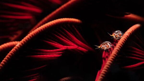 Снимок Baby Anglerfish фотографа Sarah Vasend, занявший 2 место в категории Macro конкурса 2021 Ocean Art Underwater Photo // Photo / Catherine Holmes / 2021 Ocean Art - اسپوتنیک ایران  