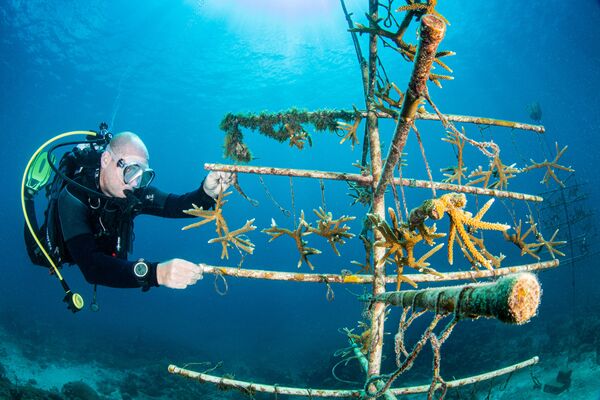 برندگان و فینالیست های مسابقه عکاسی زیرآبی 2021 اعلام شدند.درخت مرجانی در باربادوس. - اسپوتنیک ایران  
