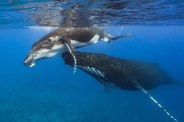 برندگان و فینالیست های مسابقه عکاسی زیرآبی 2021 اعلام شدند.نهنگ کوهان دار و بچه هایش در آبهای تاهیتی. - اسپوتنیک ایران  