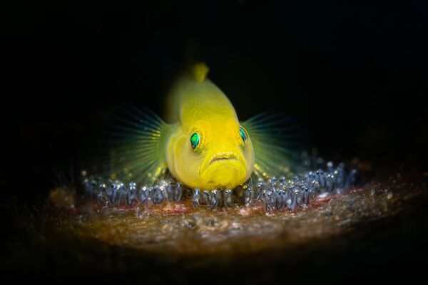 برندگان و فینالیست های مسابقه عکاسی زیرآبی 2021 اعلام شدند.ماهی گوپی نر در حال محافظت از تخم ها. - اسپوتنیک ایران  