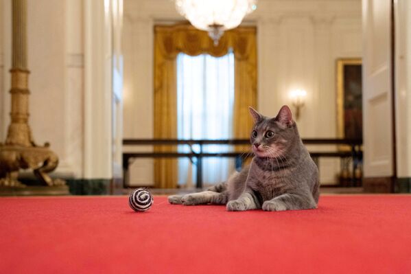 گربه خاکستری معروف به کاخ سفید رفت - اسپوتنیک ایران  