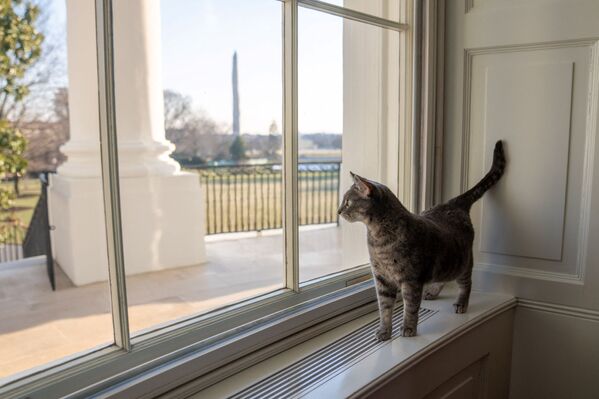 گربه خاکستری معروف به کاخ سفید رفت - اسپوتنیک ایران  