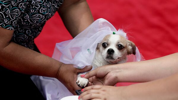 Свадьба собак в рамках местного конкурса MatriCan в День святого Валентина в Лиме, Перу - اسپوتنیک ایران  