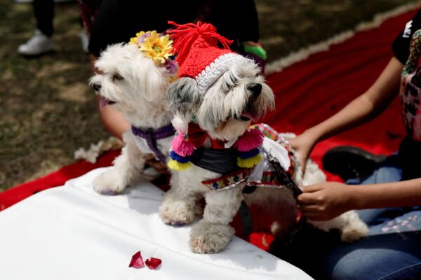 مسابقه  ولنتاین &quot;ماتریکان&quot; در پرو برگزار شد.سگ ها در زمان عروسی سمبلیک به مناسبت جشن عشاق. - اسپوتنیک ایران  